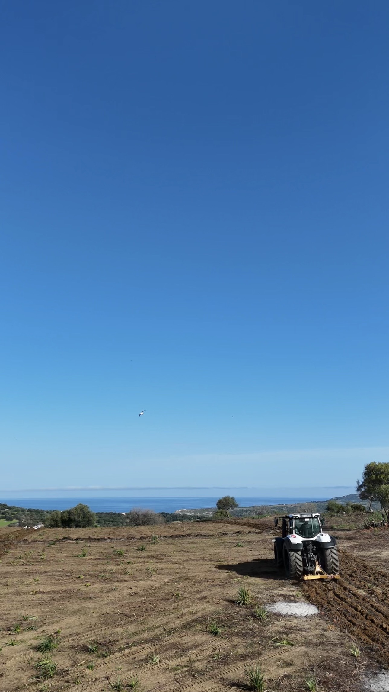 Labourage à Aregno